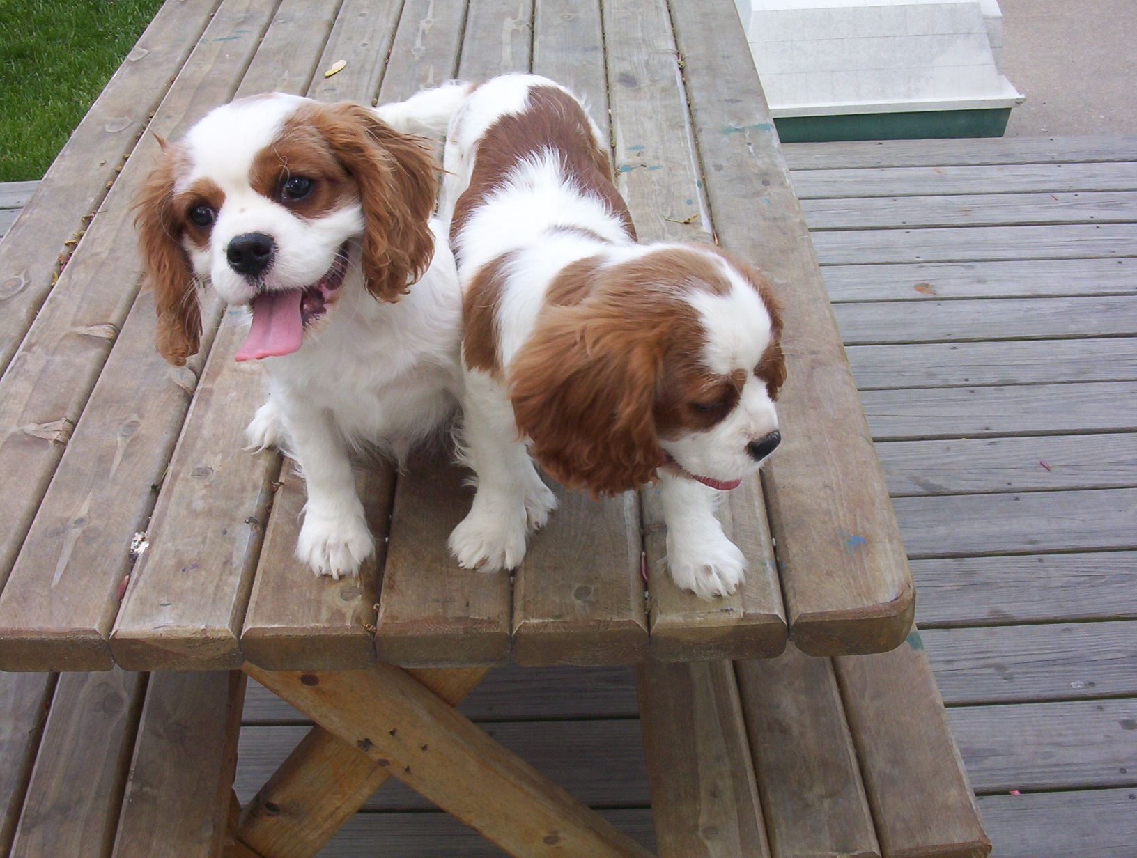 Delilah With Her Brother 01.jpg